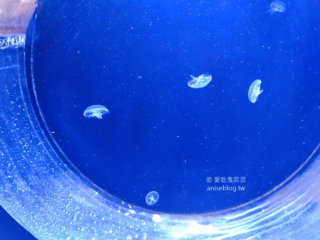 澎湖景點推薦 | 澎湖水族館，親子、雨天備案、避暑好去處，最推薦大洋池餵食秀！