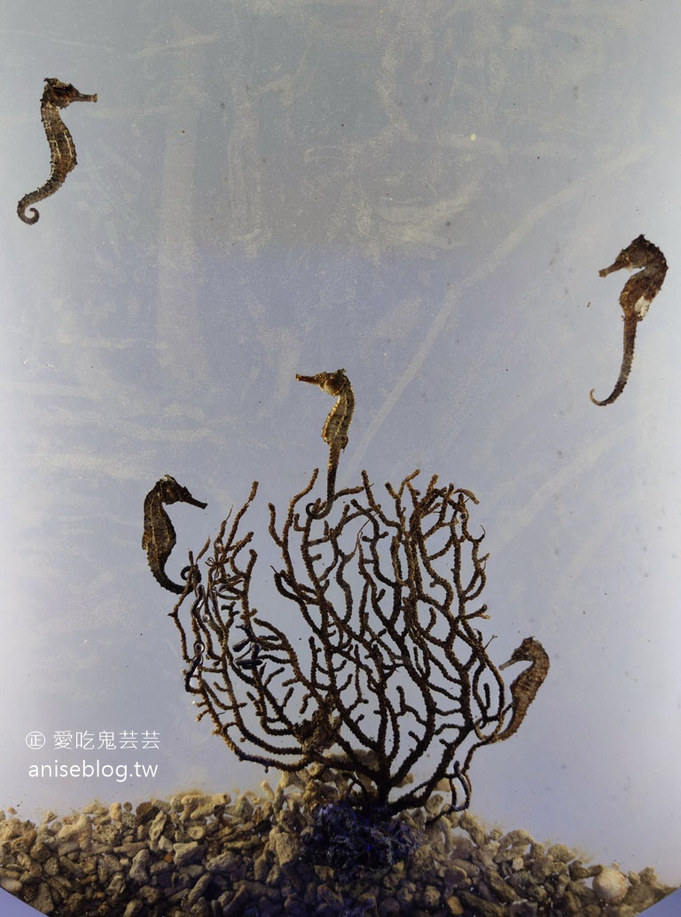 澎湖景點推薦 | 澎湖水族館，親子、雨天備案、避暑好去處，最推薦大洋池餵食秀！