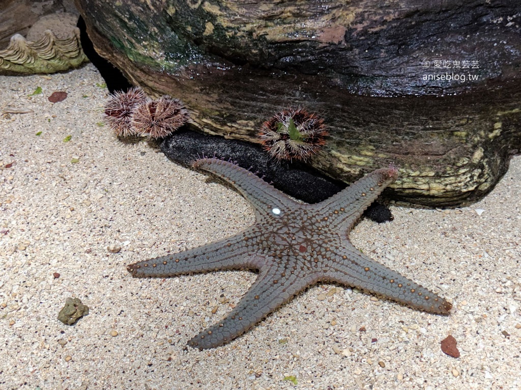 澎湖景點推薦 | 澎湖水族館，親子、雨天備案、避暑好去處，最推薦大洋池餵食秀！