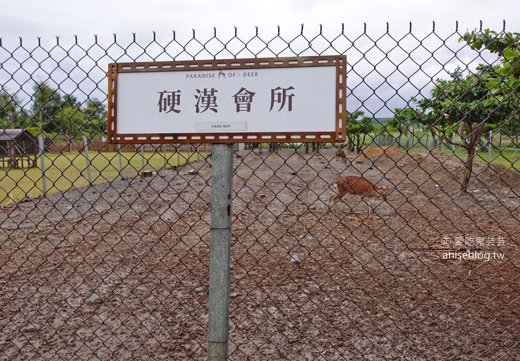 不用到奈良！鹿境梅花鹿生態園區，和梅花鹿親密互動，豪可愛🦌