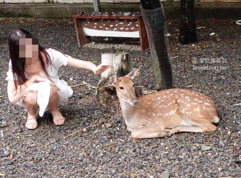 不用到奈良！鹿境梅花鹿生態園區，和梅花鹿親密互動，豪可愛🦌