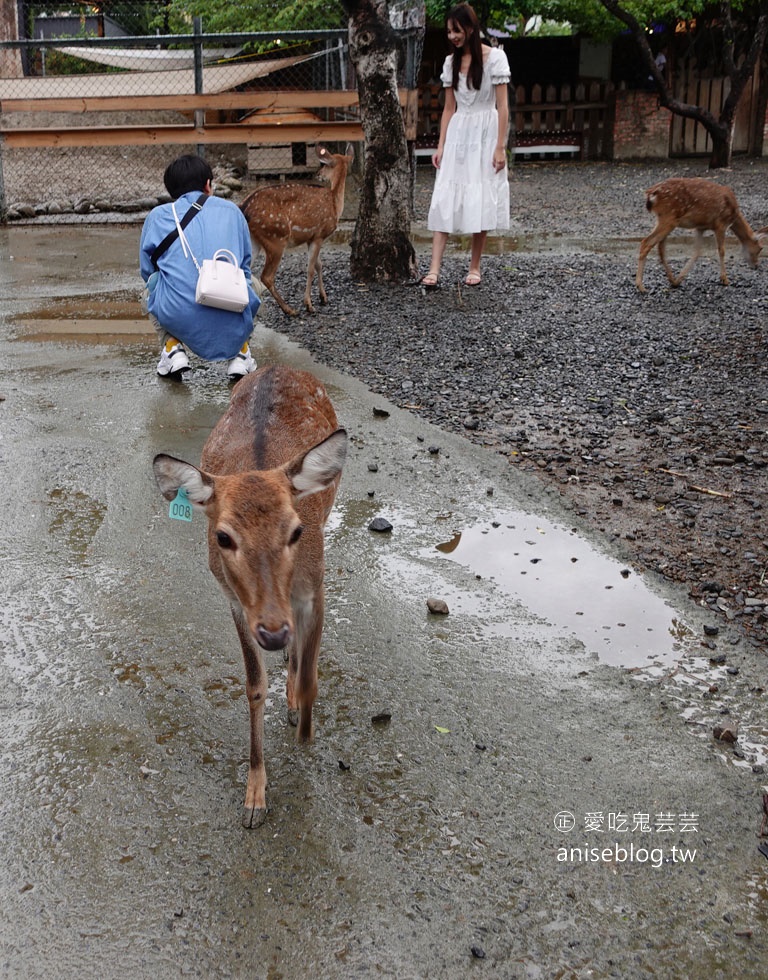 不用到奈良！鹿境梅花鹿生態園區，和梅花鹿親密互動，豪可愛🦌