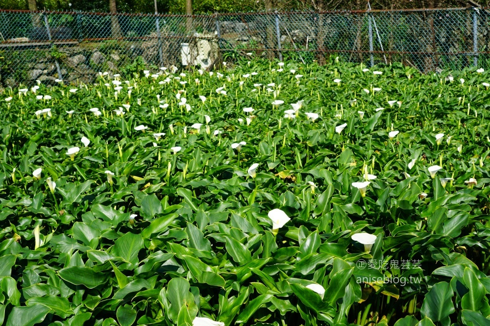 竹子湖黑木屋吃土雞，頂湖環狀步道賞海芋(姊姊食記)