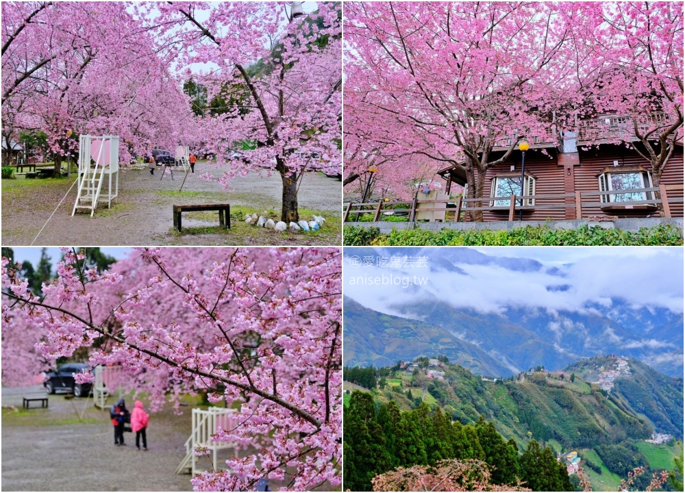 拉拉山賞櫻花，恩愛農場、觀雲休憩農莊、中巴陵櫻木花道(姊姊遊記)