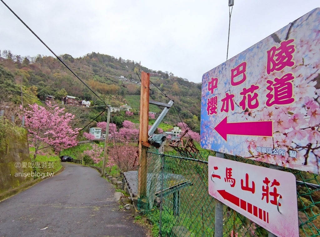 拉拉山賞櫻花，恩愛農場、觀雲休憩農莊、中巴陵櫻木花道(姊姊遊記)