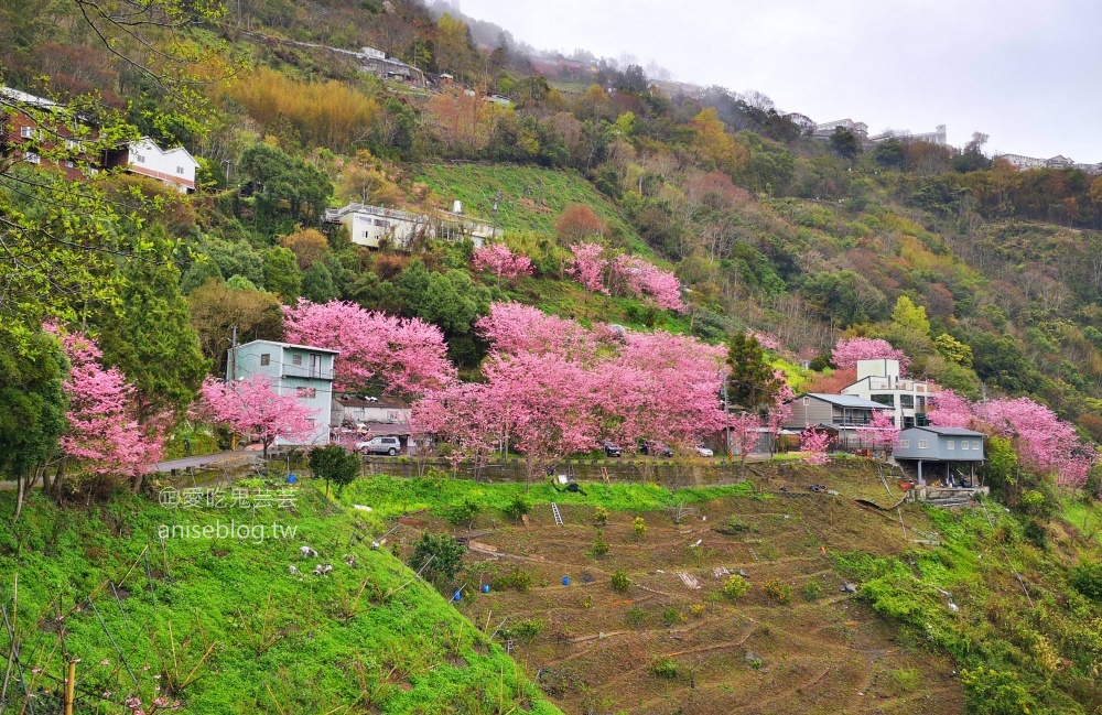 拉拉山賞櫻花，恩愛農場、觀雲休憩農莊、中巴陵櫻木花道(姊姊遊記)