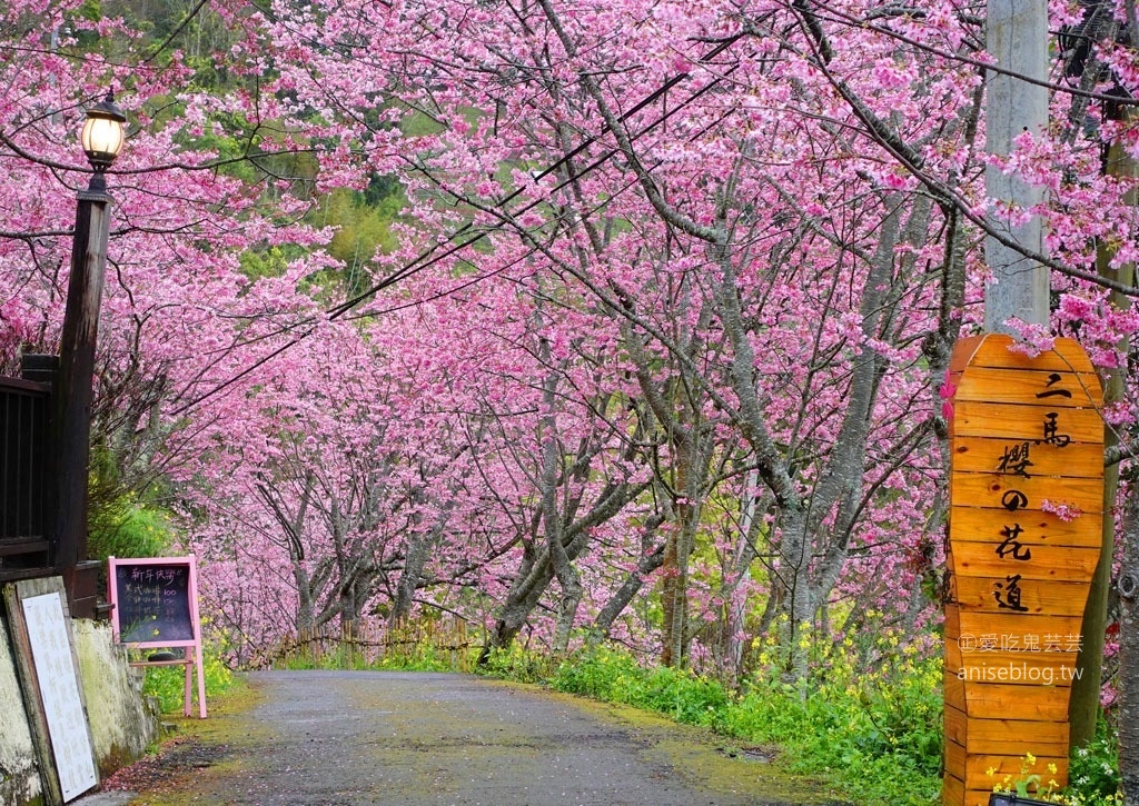 拉拉山賞櫻花，恩愛農場、觀雲休憩農莊、中巴陵櫻木花道(姊姊遊記)