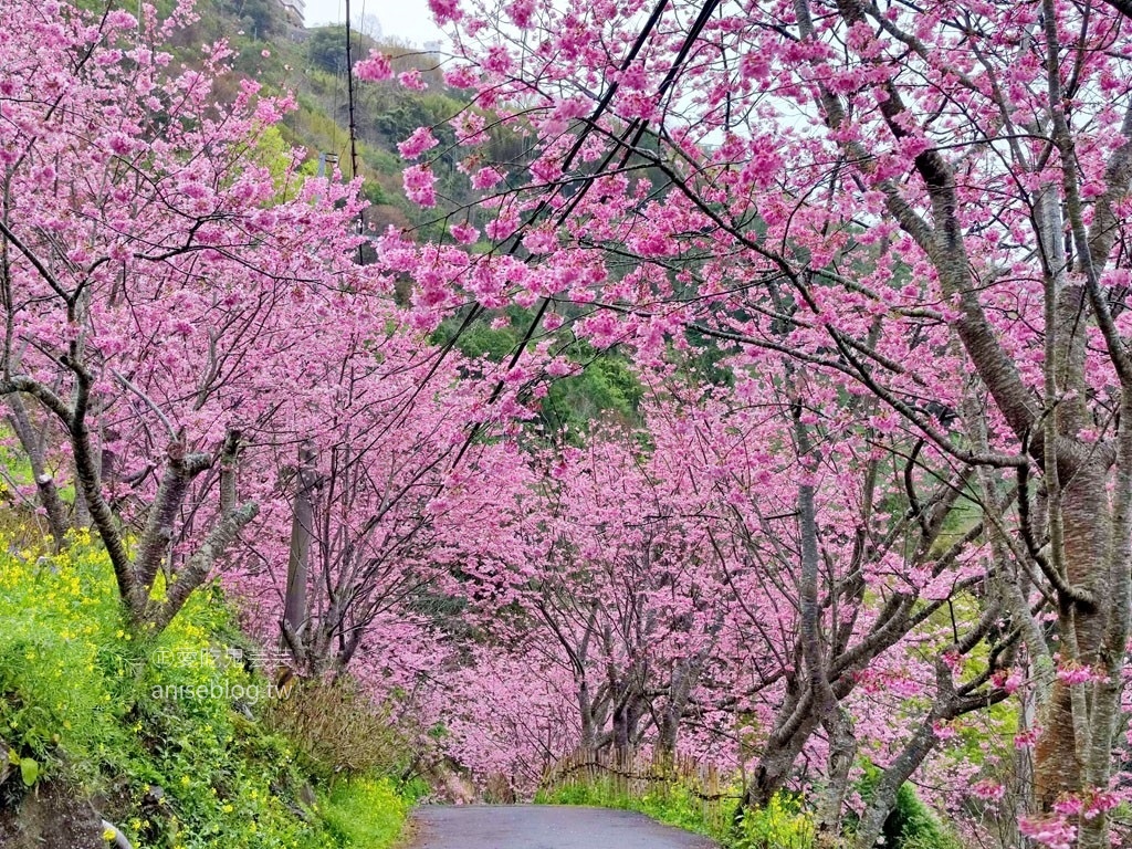 拉拉山賞櫻花，恩愛農場、觀雲休憩農莊、中巴陵櫻木花道(姊姊遊記)