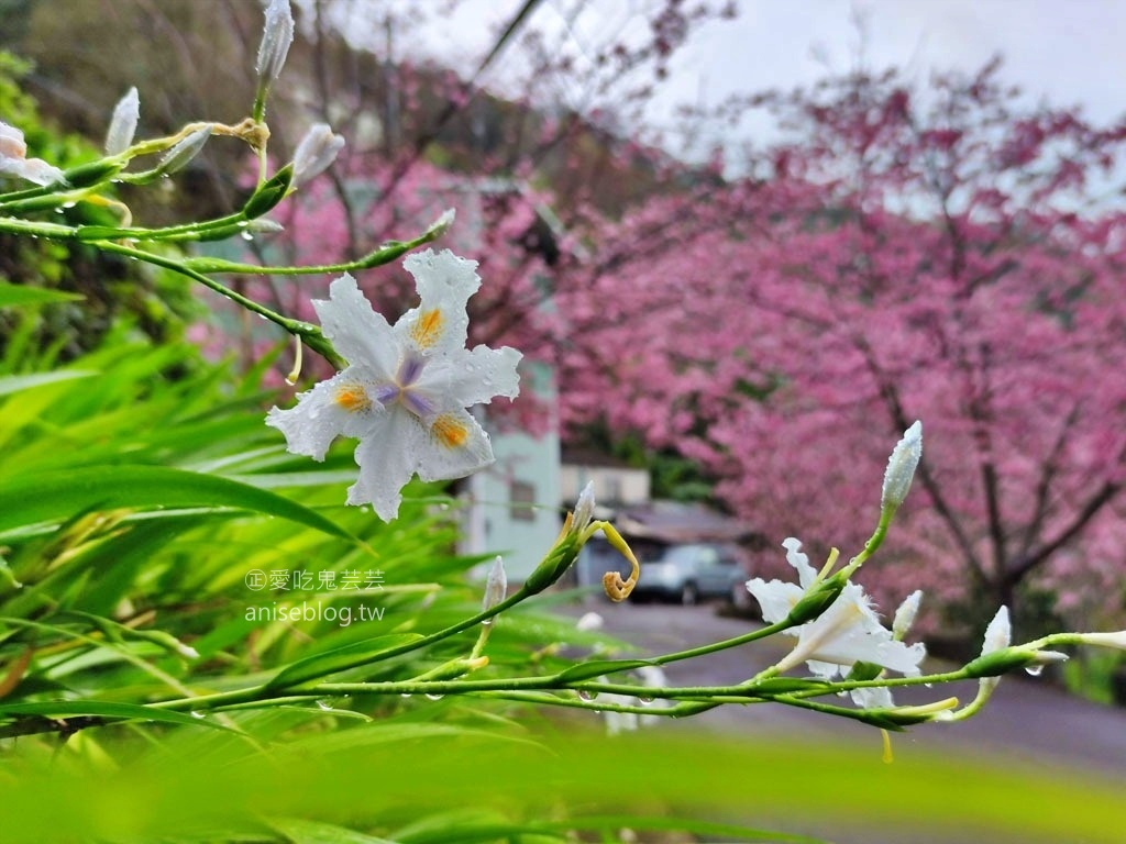 拉拉山賞櫻花，恩愛農場、觀雲休憩農莊、中巴陵櫻木花道(姊姊遊記)