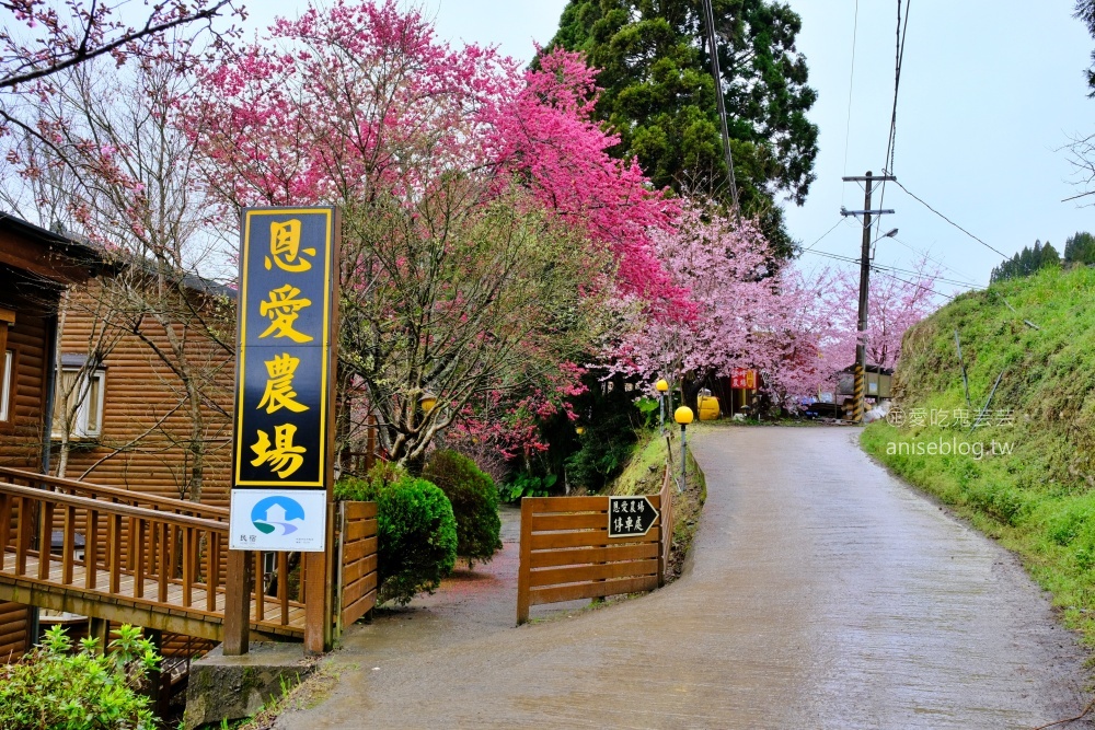 拉拉山賞櫻花，恩愛農場、觀雲休憩農莊、中巴陵櫻木花道(姊姊遊記)