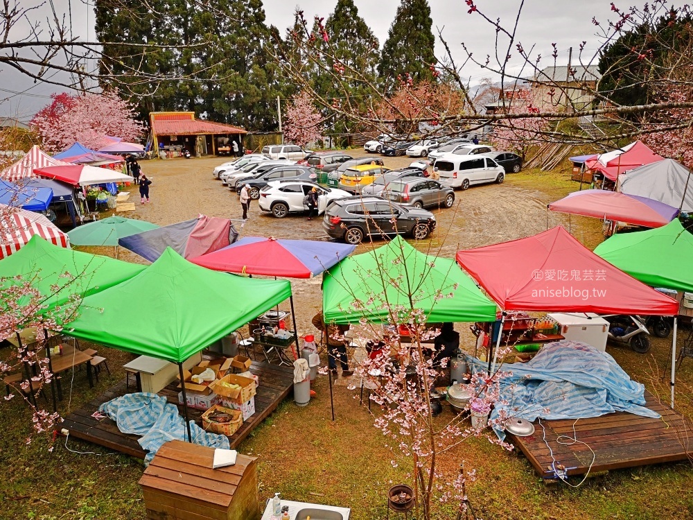 拉拉山賞櫻花，恩愛農場、觀雲休憩農莊、中巴陵櫻木花道(姊姊遊記)