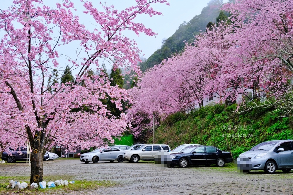 拉拉山賞櫻花，恩愛農場、觀雲休憩農莊、中巴陵櫻木花道(姊姊遊記)