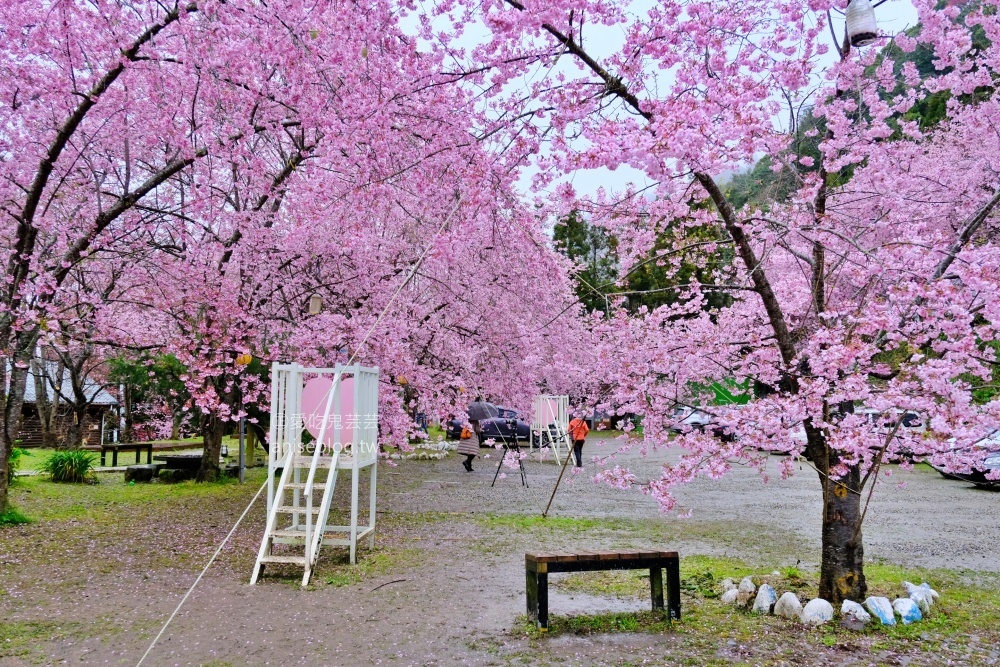 拉拉山賞櫻花，恩愛農場、觀雲休憩農莊、中巴陵櫻木花道(姊姊遊記)