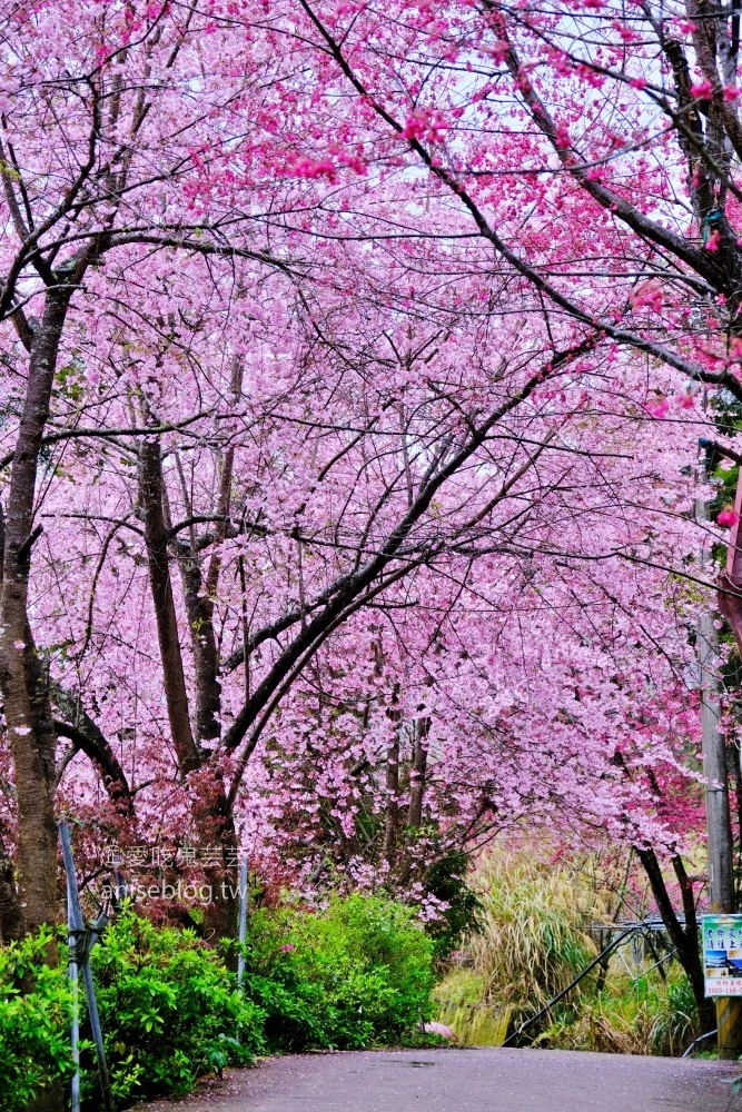 拉拉山賞櫻花，恩愛農場、觀雲休憩農莊、中巴陵櫻木花道(姊姊遊記)