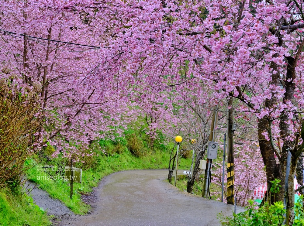 拉拉山賞櫻花，恩愛農場、觀雲休憩農莊、中巴陵櫻木花道(姊姊遊記)