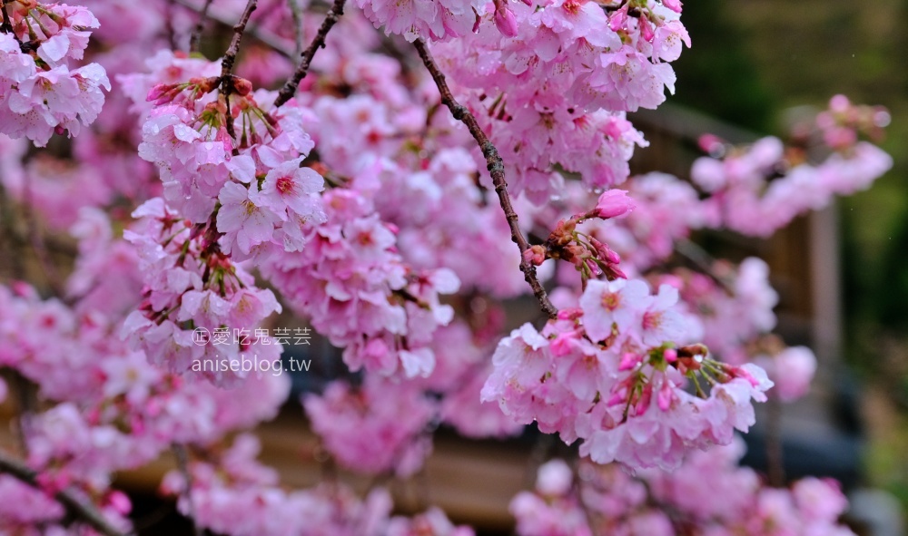 拉拉山賞櫻花，恩愛農場、觀雲休憩農莊、中巴陵櫻木花道(姊姊遊記)