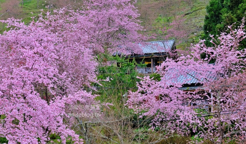 拉拉山賞櫻花，恩愛農場、觀雲休憩農莊、中巴陵櫻木花道(姊姊遊記)