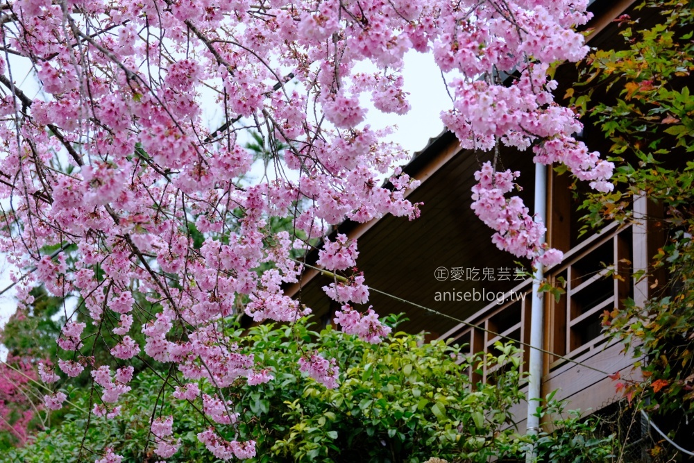 拉拉山賞櫻花，恩愛農場、觀雲休憩農莊、中巴陵櫻木花道(姊姊遊記)