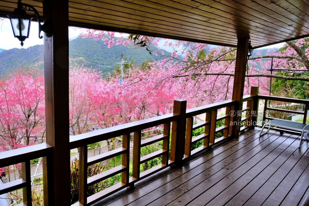 拉拉山賞櫻花，恩愛農場、觀雲休憩農莊、中巴陵櫻木花道(姊姊遊記)