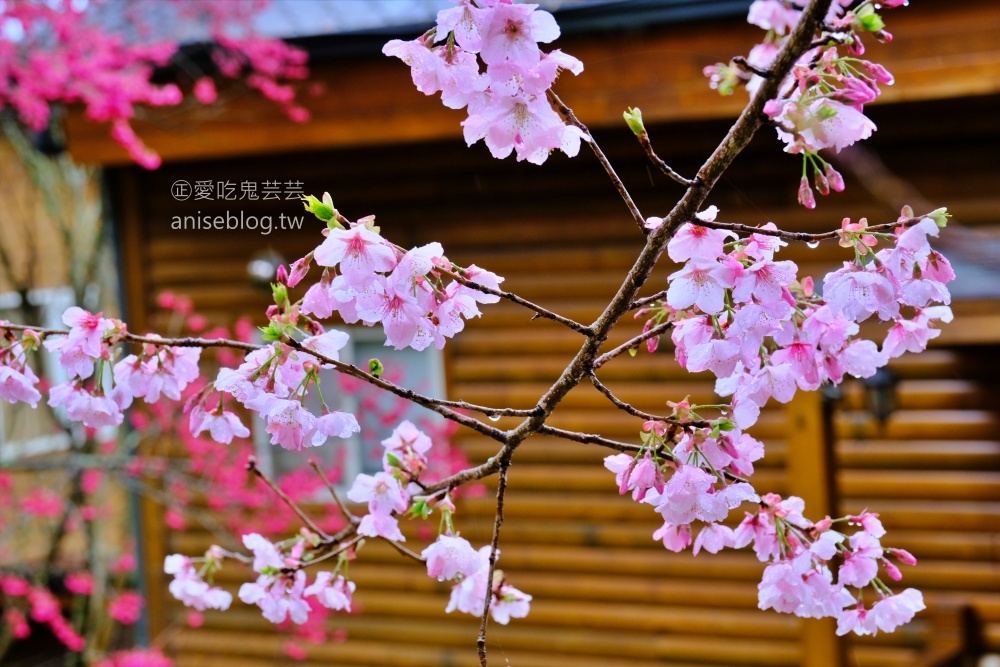 拉拉山賞櫻花，恩愛農場、觀雲休憩農莊、中巴陵櫻木花道(姊姊遊記)