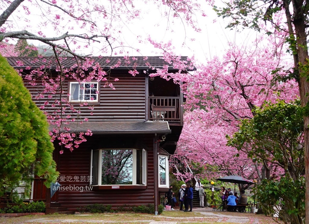 拉拉山賞櫻花，恩愛農場、觀雲休憩農莊、中巴陵櫻木花道(姊姊遊記)