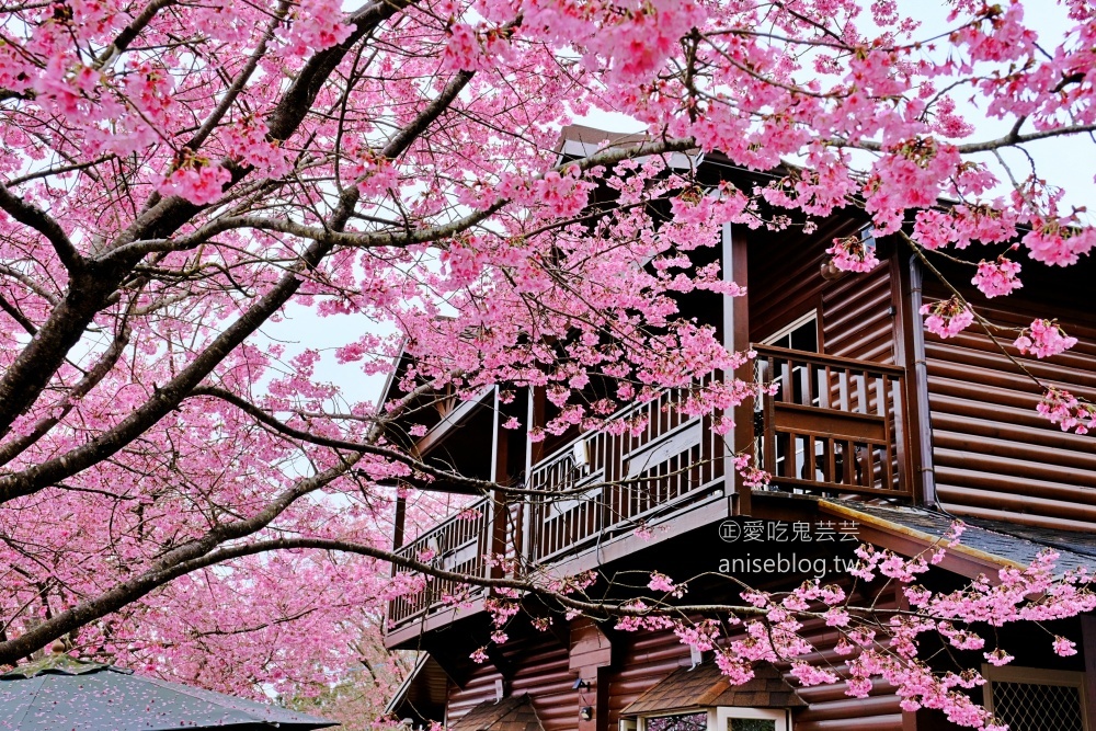 拉拉山賞櫻花，恩愛農場、觀雲休憩農莊、中巴陵櫻木花道(姊姊遊記)