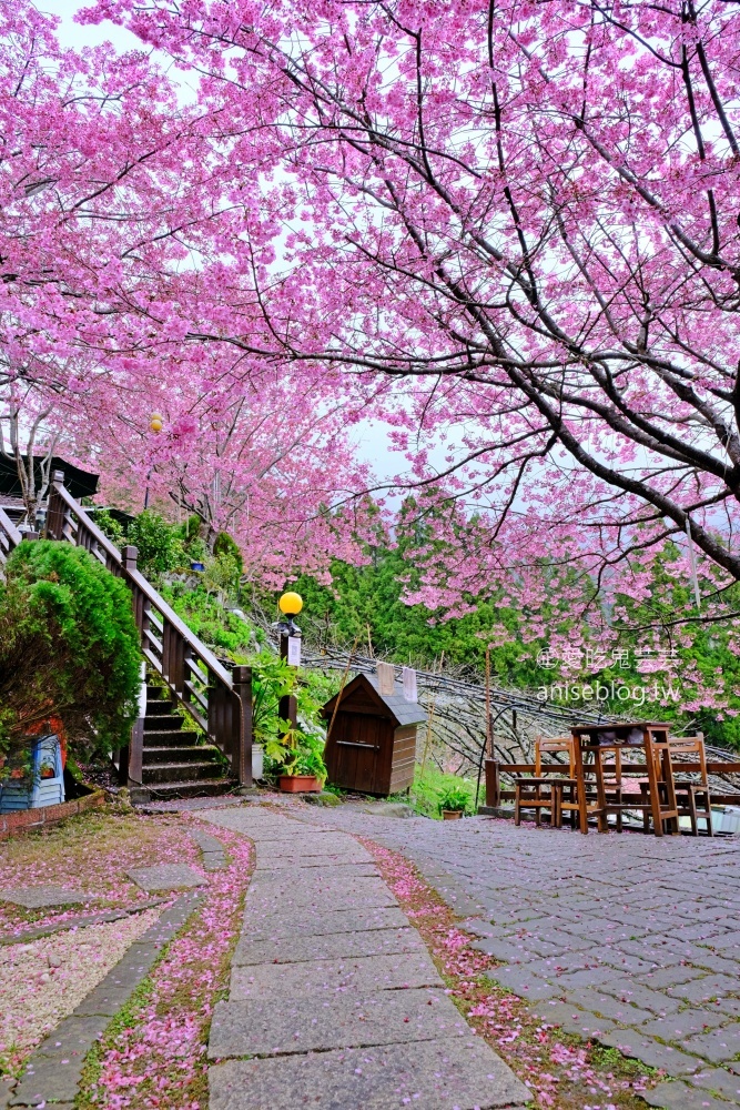 拉拉山賞櫻花，恩愛農場、觀雲休憩農莊、中巴陵櫻木花道(姊姊遊記)