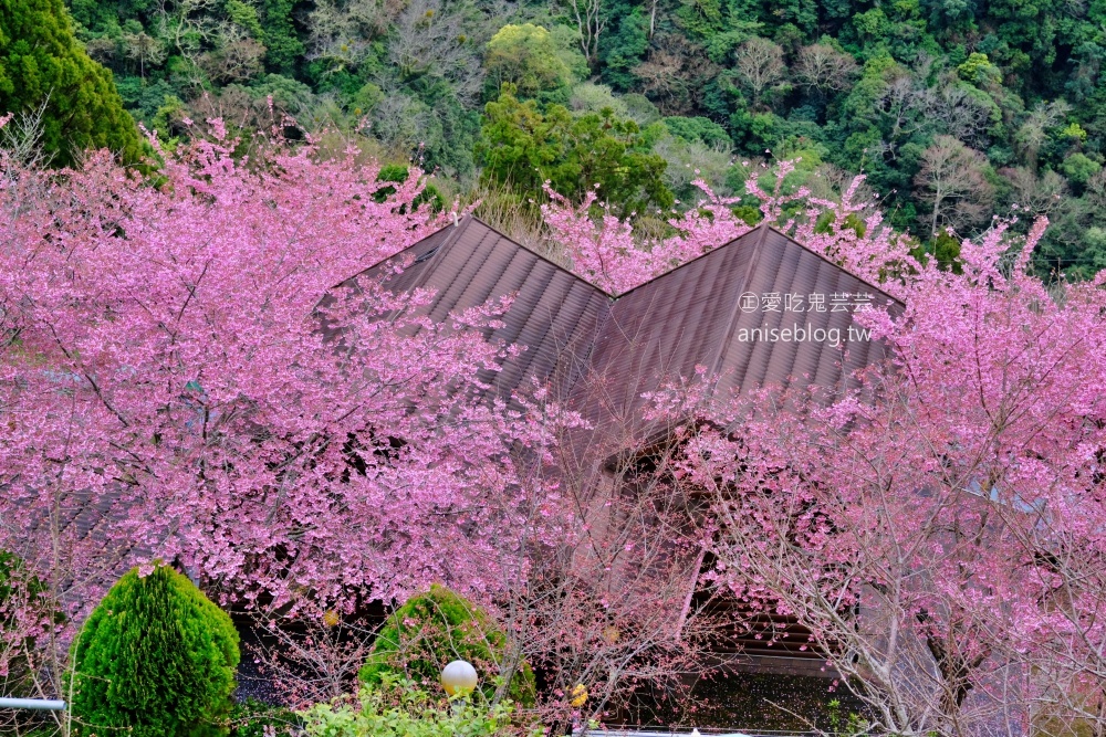 拉拉山賞櫻花，恩愛農場、觀雲休憩農莊、中巴陵櫻木花道(姊姊遊記)