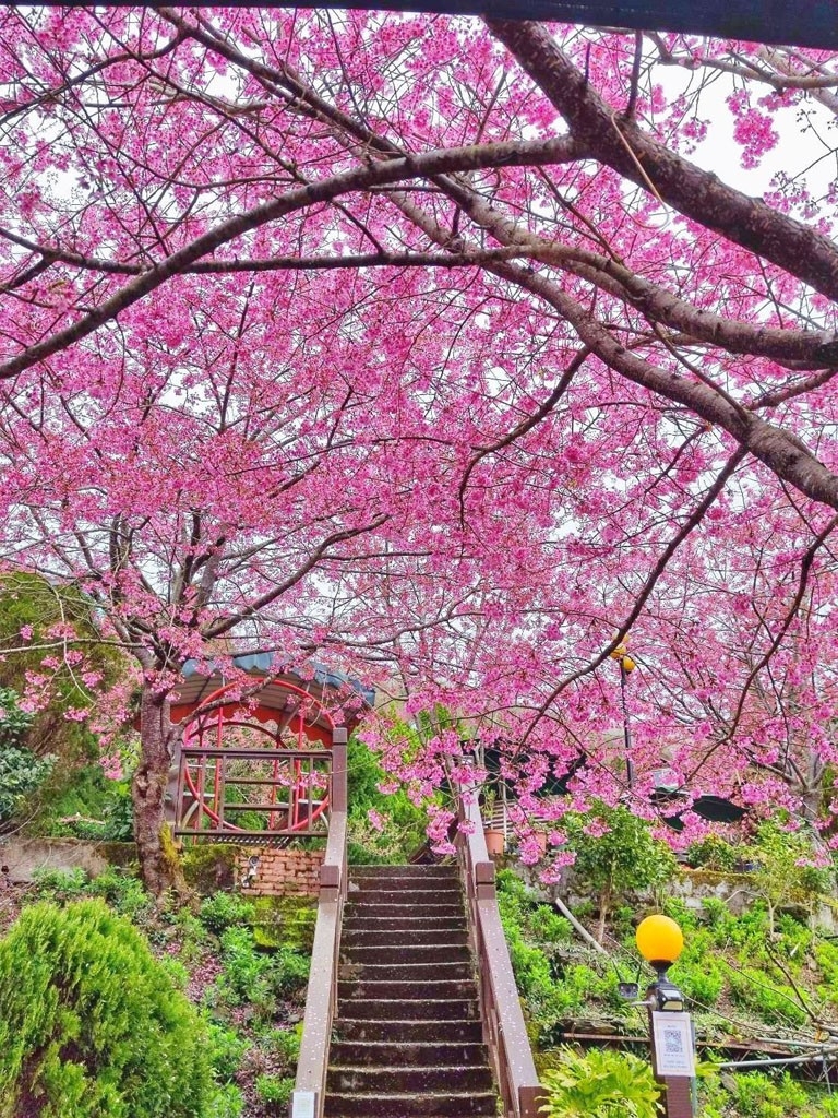 拉拉山賞櫻花，恩愛農場、觀雲休憩農莊、中巴陵櫻木花道(姊姊遊記)