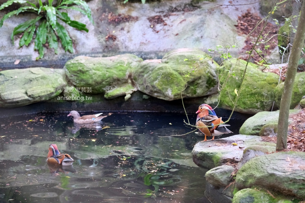 花露休閒農場，住宿在浪漫繡球花房型，享受包場賞花的優閒時光(姊姊遊記)