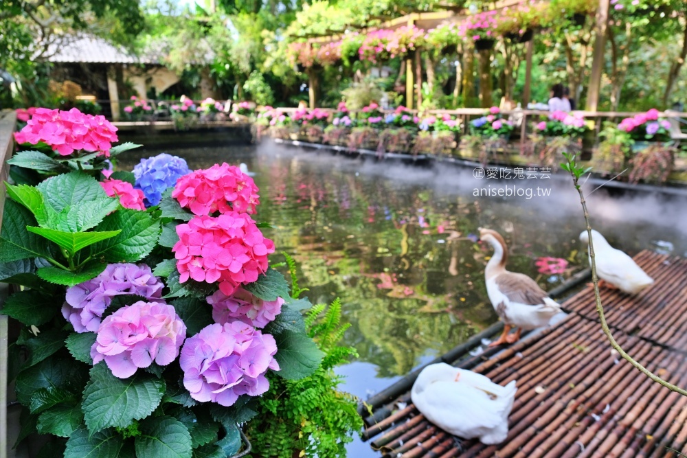 花露休閒農場，住宿在浪漫繡球花房型，享受包場賞花的優閒時光(姊姊遊記)