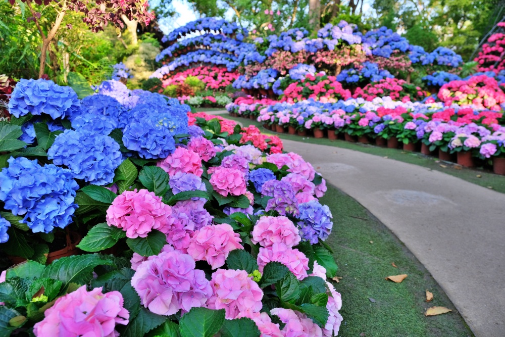 花露休閒農場，住宿在浪漫繡球花房型，享受包場賞花的優閒時光(姊姊遊記)