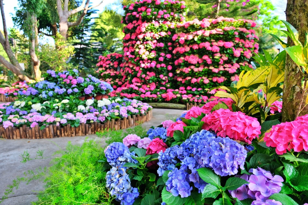 花露休閒農場，住宿在浪漫繡球花房型，享受包場賞花的優閒時光(姊姊遊記)