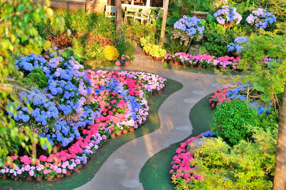 花露休閒農場，住宿在浪漫繡球花房型，享受包場賞花的優閒時光(姊姊遊記)