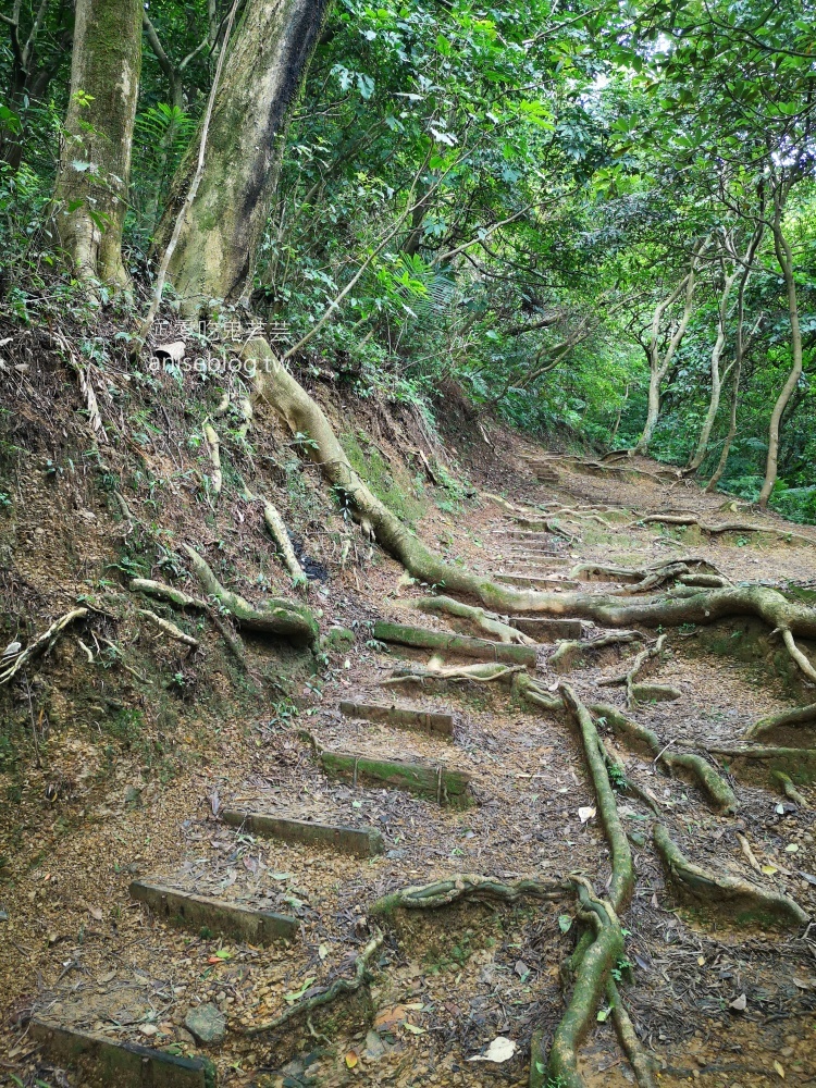 0難度無障礙的小百岳大棟山，俯瞰大台北桃園極佳視野(姊姊遊記)