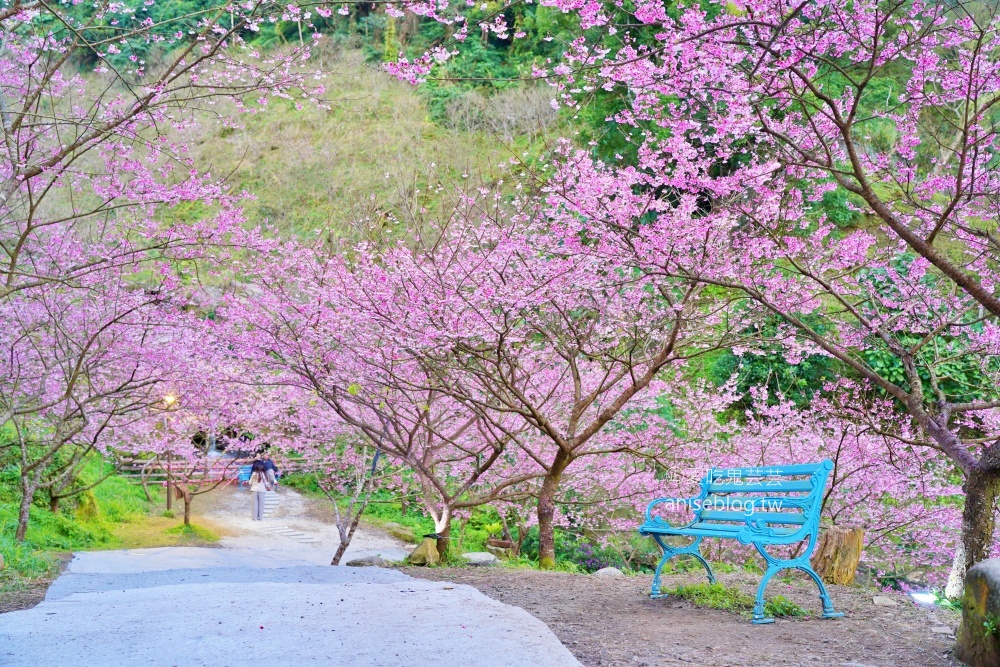 大熊櫻花林三色寒櫻盛開，新北三峽賞櫻花(姊姊遊記) @愛吃鬼芸芸