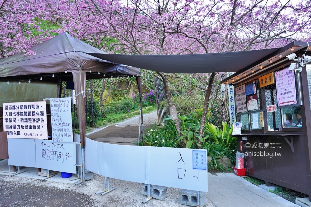 大熊櫻花林三色寒櫻盛開，新北三峽賞櫻花(姊姊遊記)