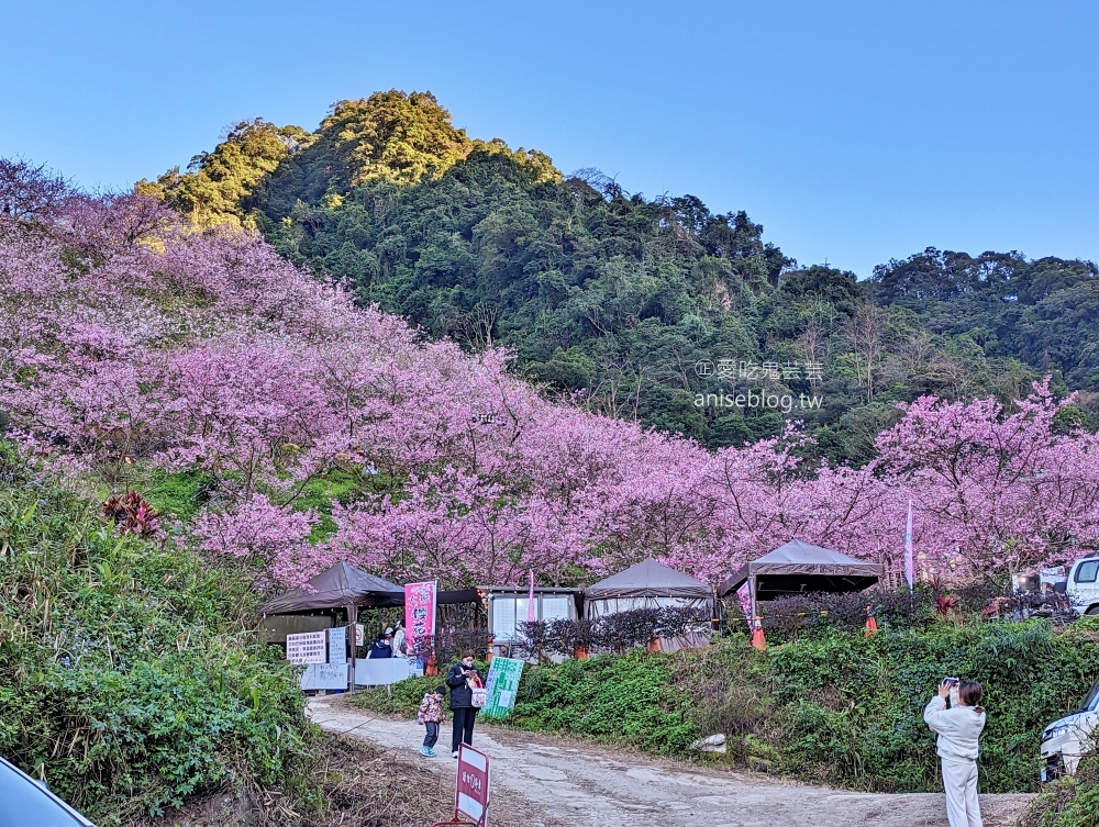 大熊櫻花林三色寒櫻盛開，新北三峽賞櫻花(姊姊遊記)