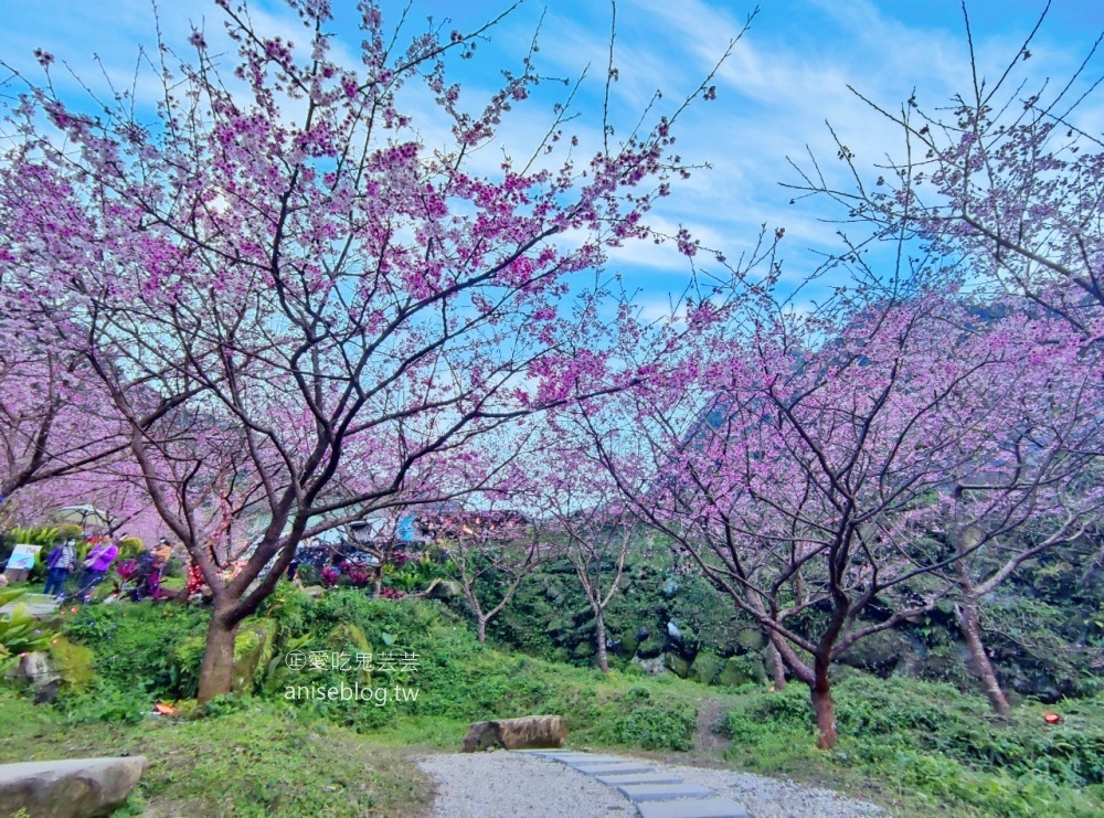 大熊櫻花林三色寒櫻盛開，新北三峽賞櫻花(姊姊遊記)