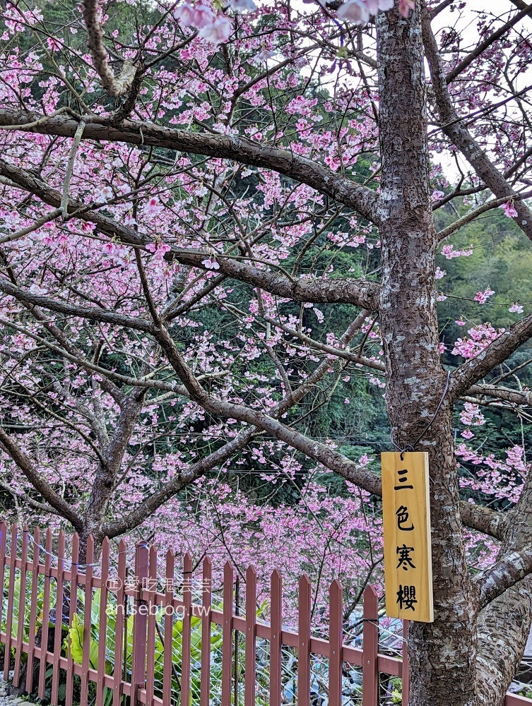 大熊櫻花林三色寒櫻盛開，新北三峽賞櫻花(姊姊遊記)