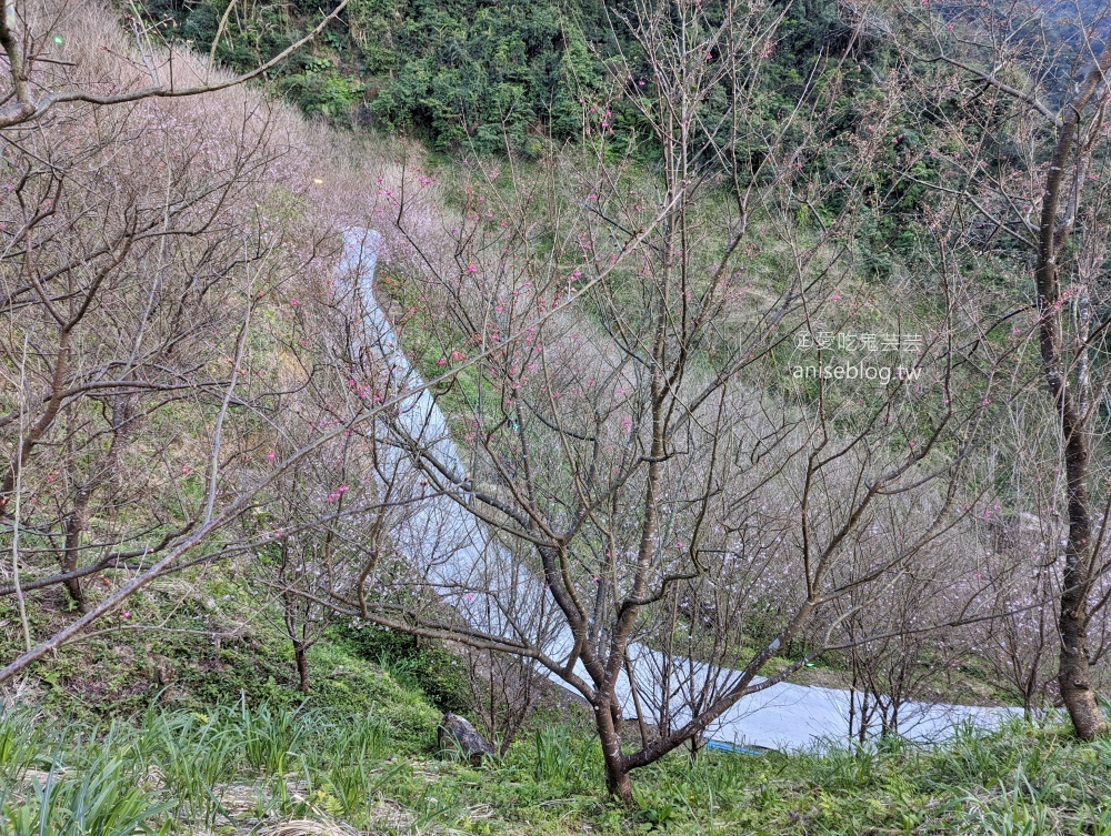 大熊櫻花林三色寒櫻盛開，新北三峽賞櫻花(姊姊遊記)