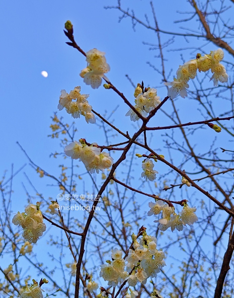 大熊櫻花林三色寒櫻盛開，新北三峽賞櫻花(姊姊遊記)