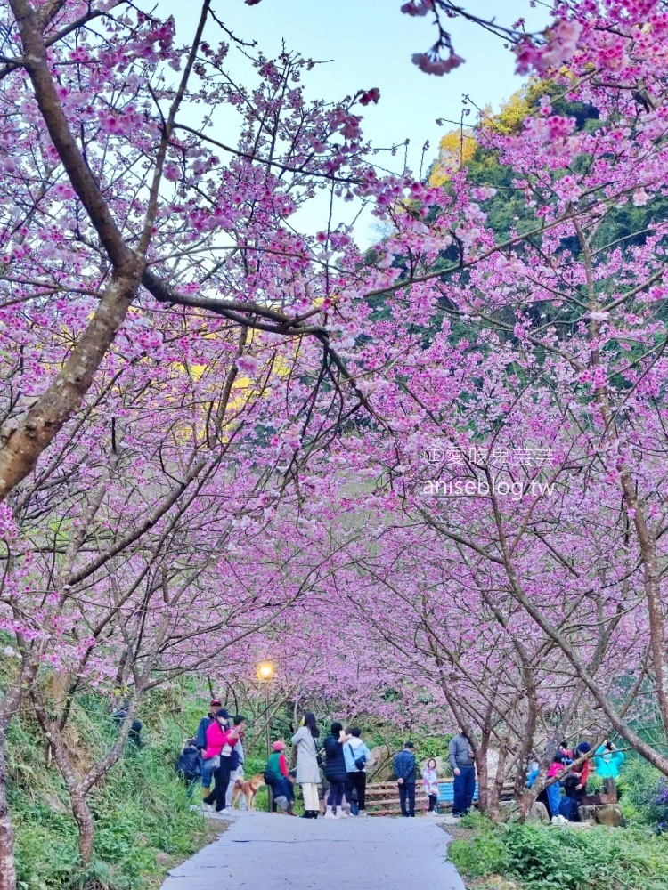 大熊櫻花林三色寒櫻盛開，新北三峽賞櫻花(姊姊遊記)