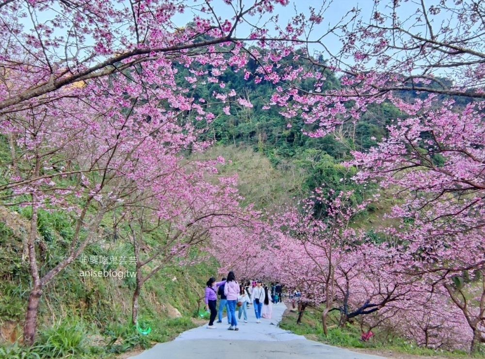 大熊櫻花林三色寒櫻盛開，新北三峽賞櫻花(姊姊遊記)