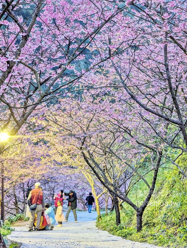 大熊櫻花林三色寒櫻盛開，新北三峽賞櫻花(姊姊遊記)