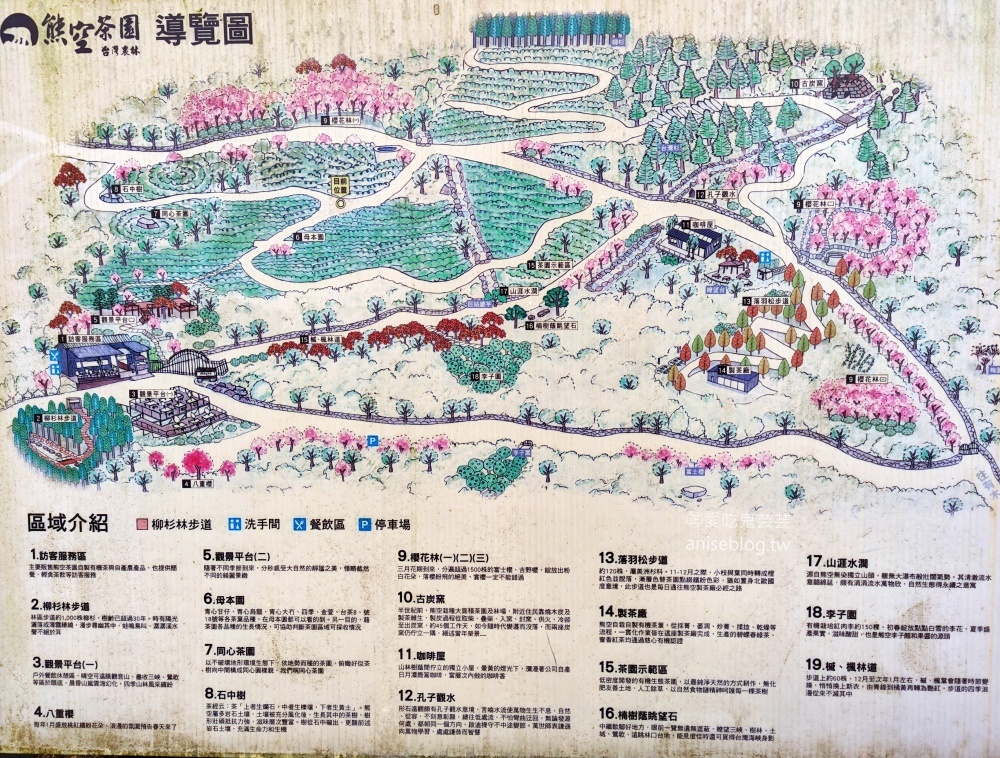 熊空茶園櫻花季，吉野櫻滿開時的夢幻場景(姊姊遊記)