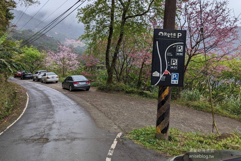 熊空茶園櫻花季，吉野櫻滿開時的夢幻場景(姊姊遊記)