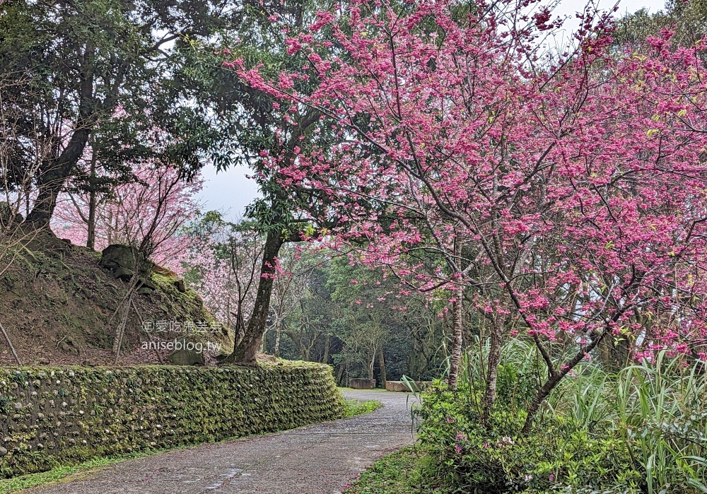 熊空茶園櫻花季，吉野櫻滿開時的夢幻場景(姊姊遊記)