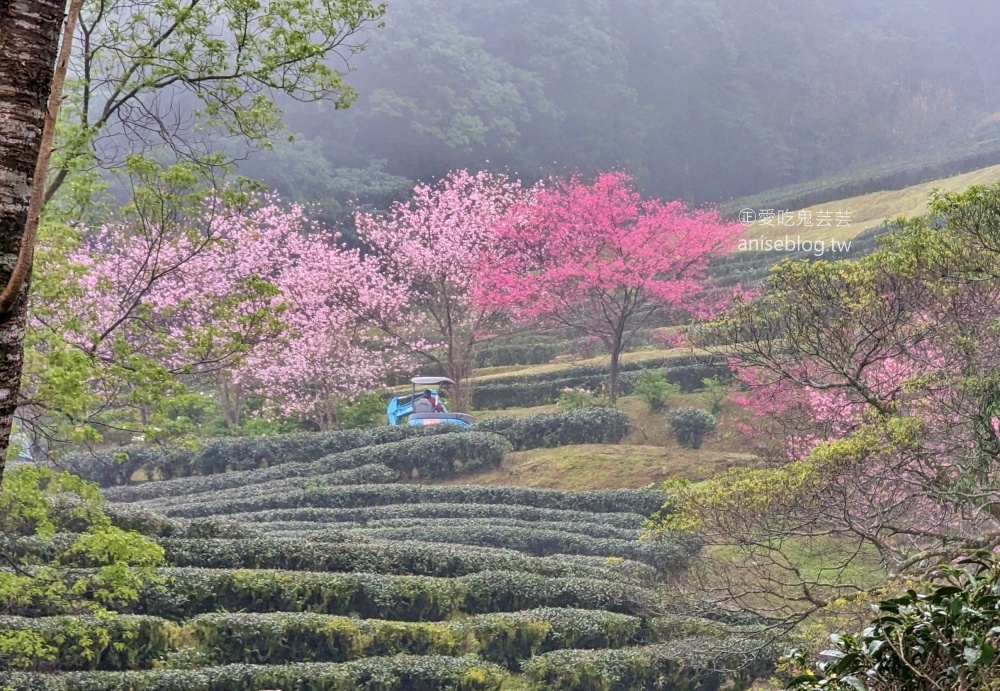 熊空茶園櫻花季，吉野櫻滿開時的夢幻場景(姊姊遊記)