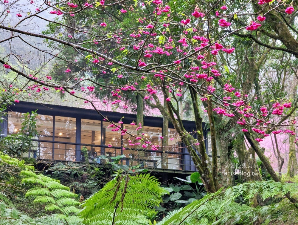 熊空茶園櫻花季，吉野櫻滿開時的夢幻場景(姊姊遊記)